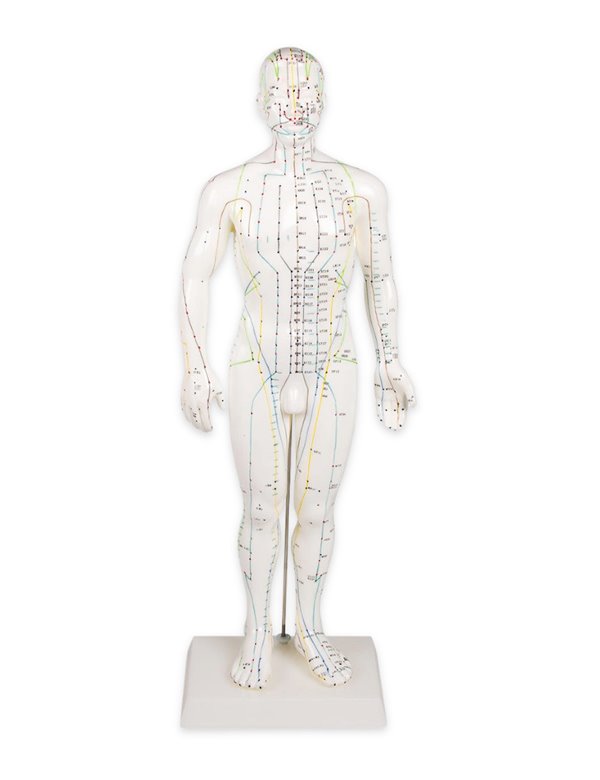Model za kinesku akupunkturu, muški, 50 cm