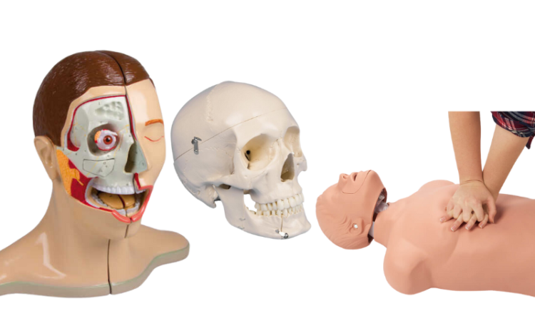 Anatomski modeli i simulatori
